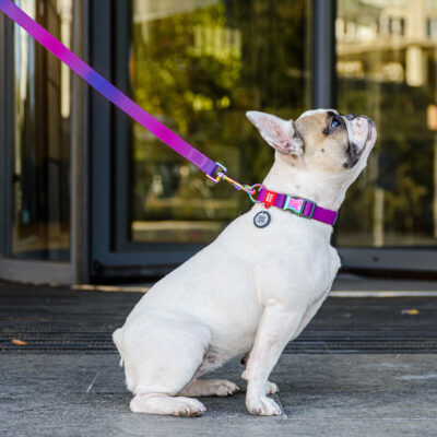 Повідець для собак WAUDOG Nylon Recycled, градієнт, M, 20 мм ширина, 122 см довжина, фіолетовий 3