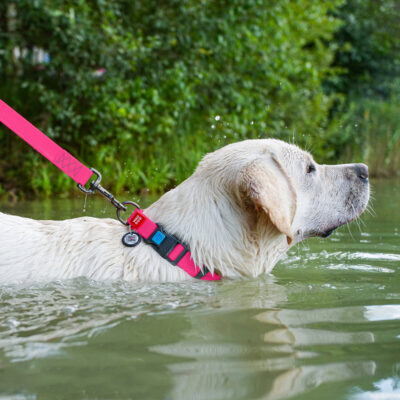 Нашийник для собак WAUDOG Waterproof, водостійкий, розмір 38-58 см, Ш 25 мм, рожевий 5