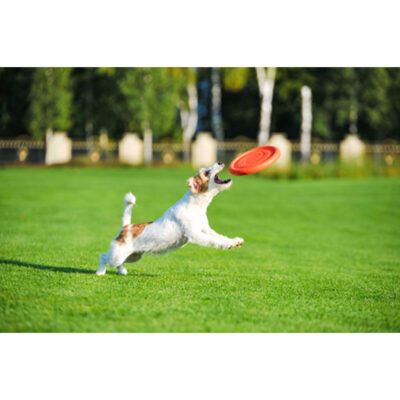 Ігрова тарілка PitchDog для апортировки, 24 см, композитний полімер, рожевий 5