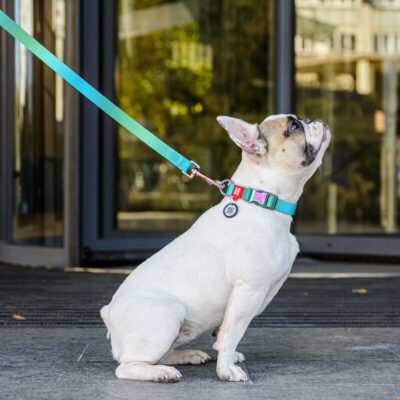 Повідець для собак WAUDOG Nylon Recycled, градієнт, M, Ш 20 мм, Д 122 см, блакитний 3