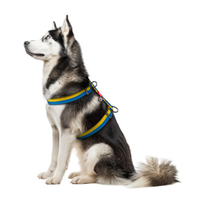 Шлея анатомічна H-подібна WAUDOG Nylon "Colors of freedom", розмір XL, Ш 35 мм, А 56-95 см, В 68-110 см 3