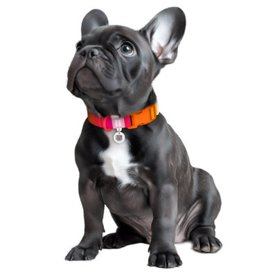 Нашийник для собак WAUDOG Nylon Recycled, градієнт, XL 25 мм, 37-58 см, помаранчевий 4