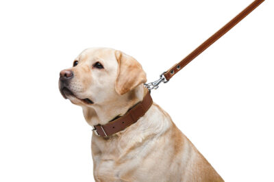 Повідець CoLLaR подвійний з прошивкою, шкіра, 20мм × 122см, коричневий 5