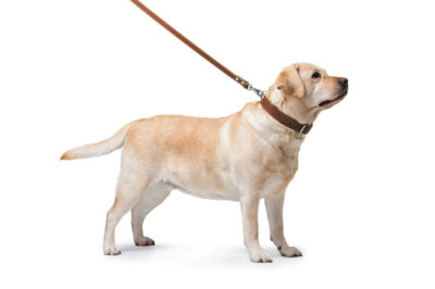 Повідець CoLLaR подвійний з прошивкою, шкіра, 20мм × 122см, коричневий 2