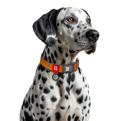 Нашийник для собак WAUDOG Nylon Mono, світловідбивний, XL, помаранчевий, нейлон, 25 мм, 37-58 см 4