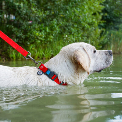 Нашийник для собак WAUDOG Waterproof, водостійкий, червоний, 25 мм, 38-58 см 5