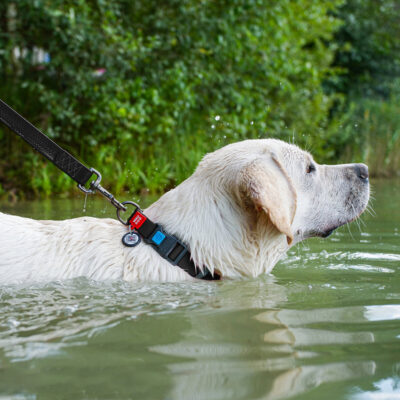 Нашийник для собак WAUDOG Waterproof з QR паспортом, 25 мм, 38-58 см, чорний 5