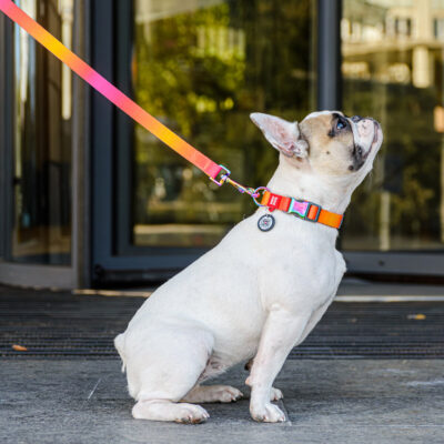 Повідець для собак WAUDOG Nylon Recycled, градієнт, для собак, нейлон, Ш 20 мм, Д 122 см, помаранчевий 3