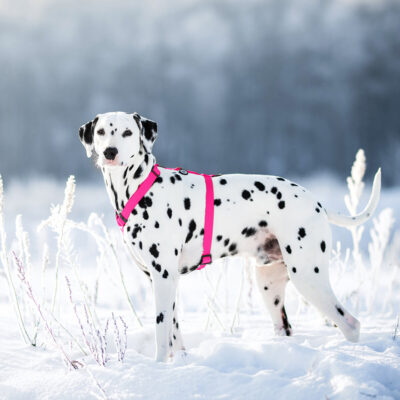 Шлея для собак WAUDOG Waterproof анатомічна Н-подібна, М, Ширина 20 мм, Обхват 40-66 см, Рожевий 2