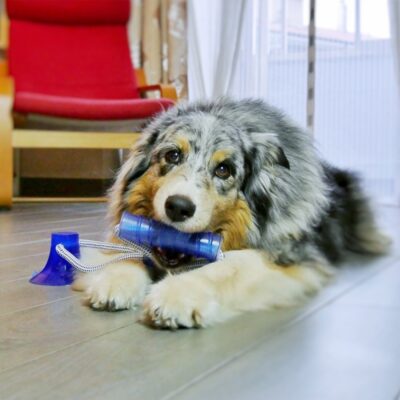 Іграшка для собак CROCI Циліндр на мотузці з присоскою для активних ігор, вініл, 36х13 см 6098709.4