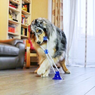Іграшка для собак CROCI Циліндр на мотузці з присоскою для активних ігор, вініл, 36х13 см 6098709.5