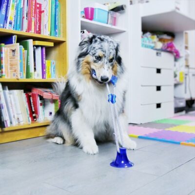 Іграшка для собак CROCI Циліндр на мотузці з присоскою для активних ігор, вініл, 36х13 см 6098709.6