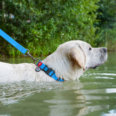 Нашийник для собак WAUDOG Waterproof, водостійкий, з QR паспортом, 38-58 см, 25 мм, блакитний 5