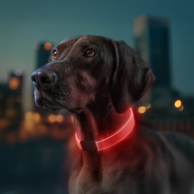 Нашийник для собак WAUDOG LED з підсвічуванням RGB, регульований 60 см, Ш 25 мм, USB Type-C 4