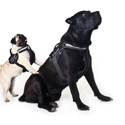 Шлея "Dog Extreme" "POLICE" №2 (В:40-60см), нейлон, чорний 5