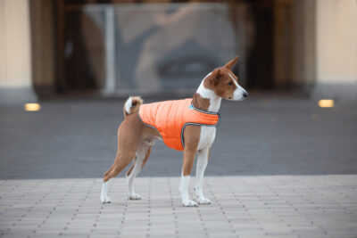 Куртка-накидка для собак AiryVest, помаранчевий, XL, довжина 47 см, обхват грудей 68-80 см, обхват шиї 42-52 см 6